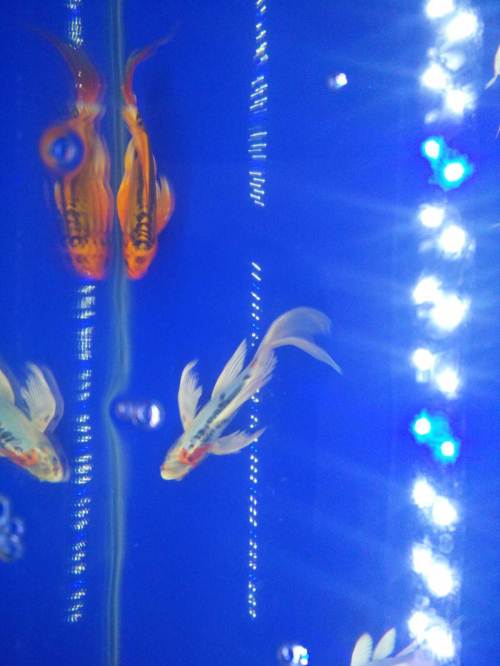 国际移民组织：地中海中部“偷渡”路线悲剧频发‘星空官网’