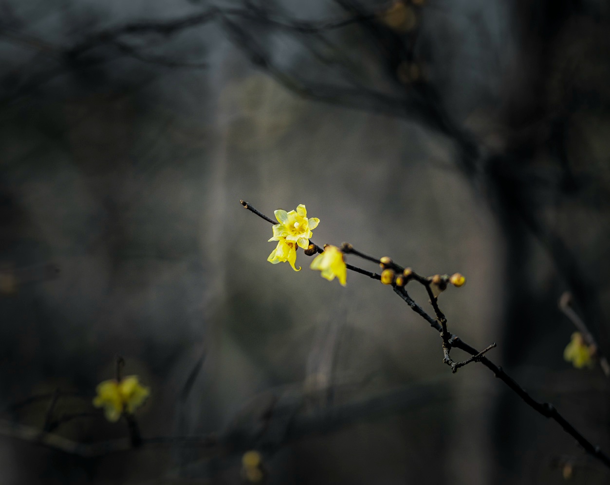 苏州大学2017年艺术类考试分数查询系统 入口:http://fscx.suda.edu.cn/yscx/“星空官网”(图2) 星空官网