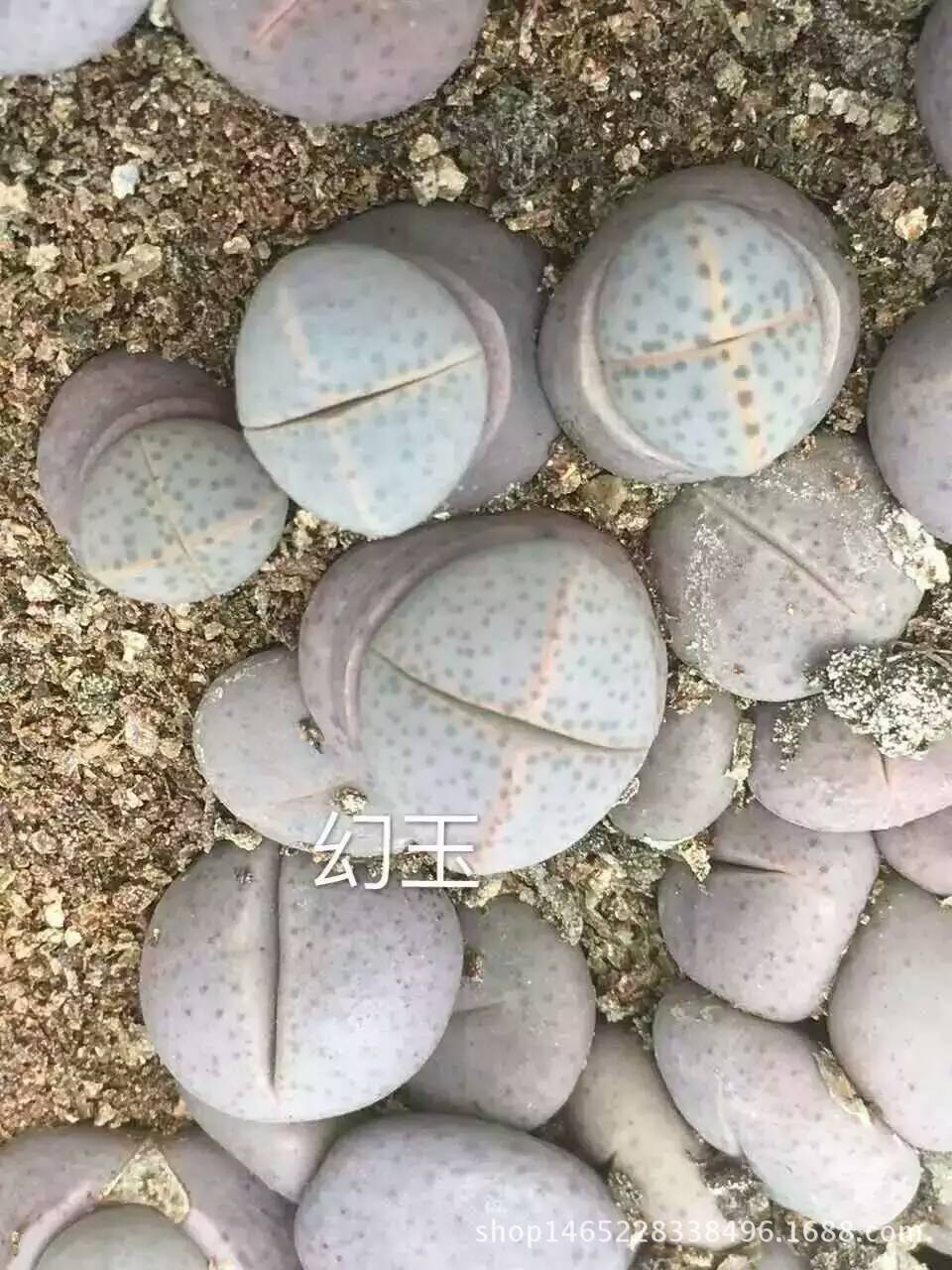 星空官网